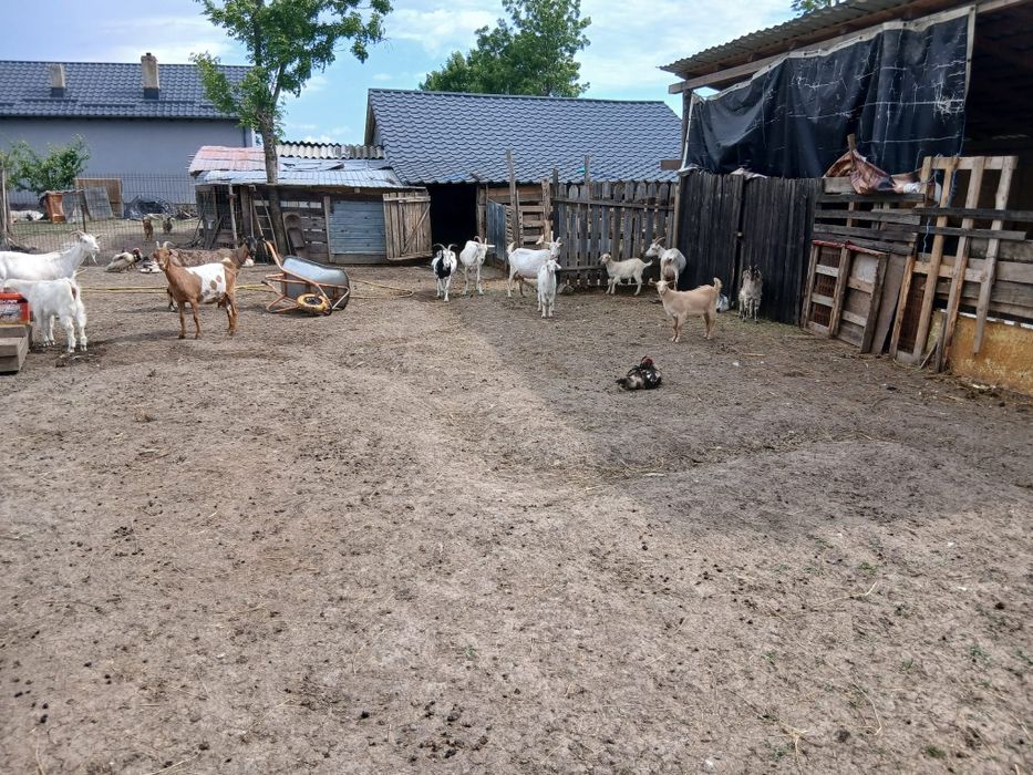 Vând 15 capre bune de lapte si tinere . Capre de rasă pret negociabil  se dau si la bucata