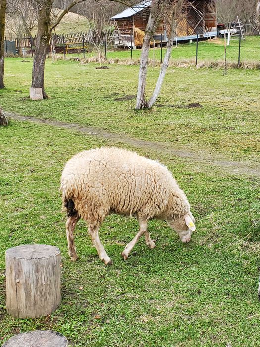 Vand oi cu miei dupa ele