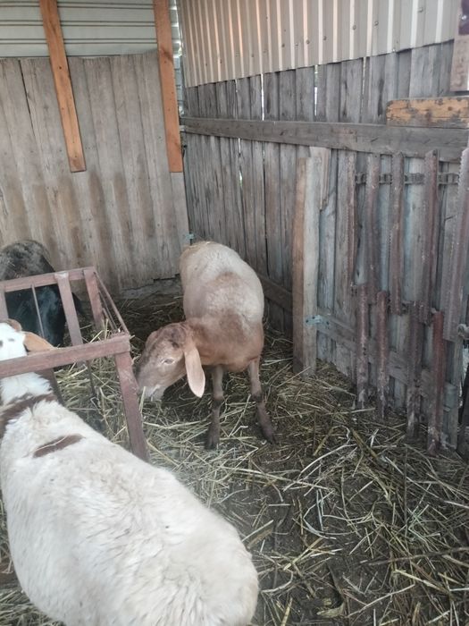 Продам барана девочка