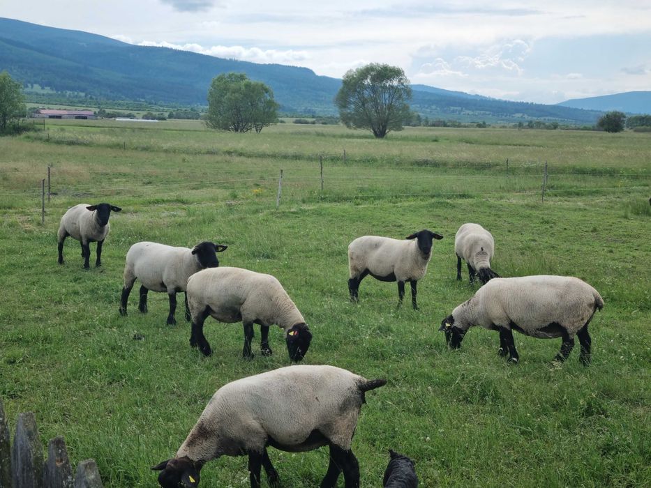 Lot de oi Suffolk