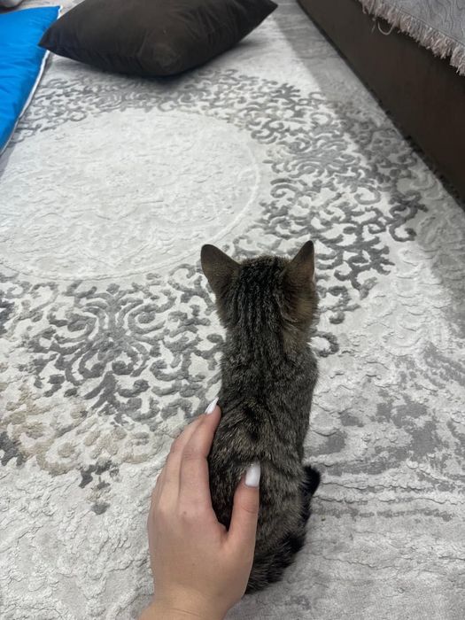 Отдам котёнка в добрые руки