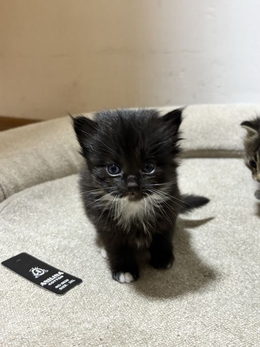 Котята полувеслоушки