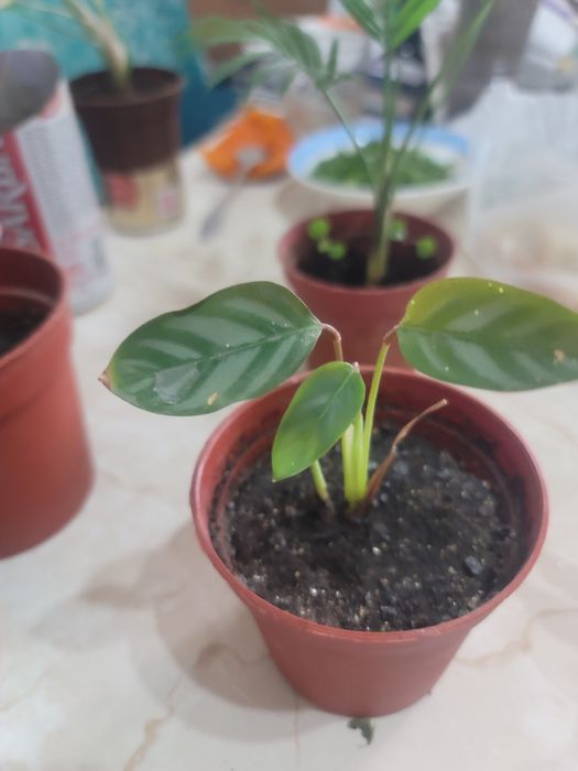 Комнатные цветы разные цвета в прошлом году цвет белого сиреневый