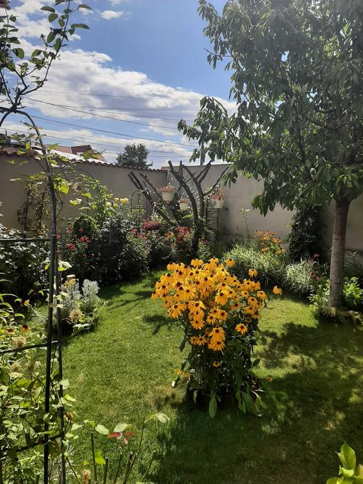Vanzare casa Chiajna