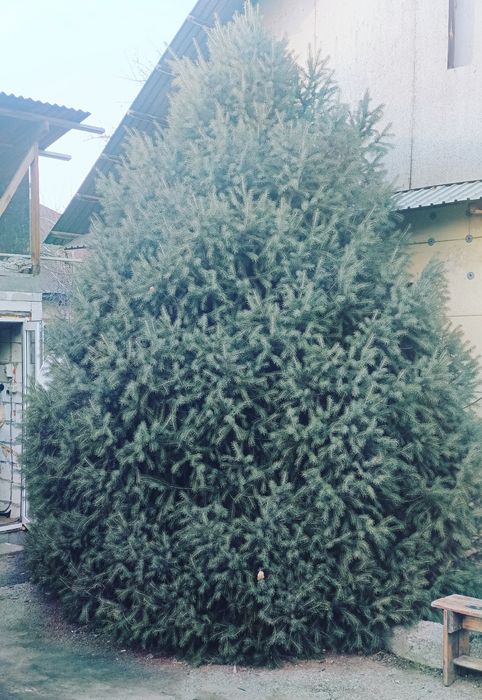 Ель Тянь-Шаньская.