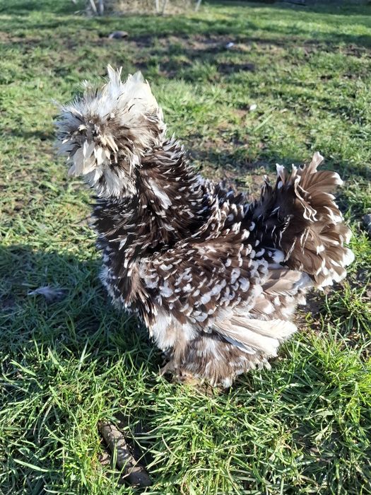 Американски копринки яйца