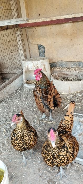 SIBRAYT va FENIKS zotli tovuq tuxumlari