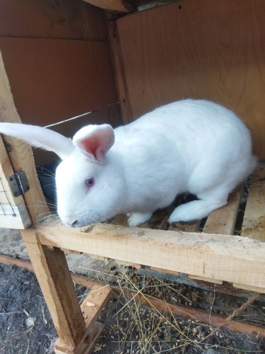 Продам кролика, крол