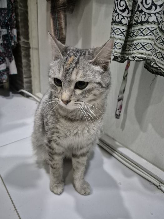 Красивая кошечка