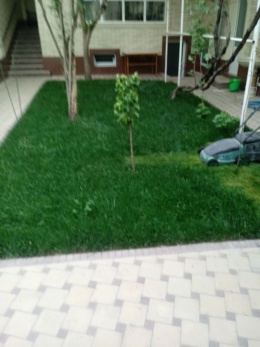 Gazon ekamiz sifati alo darajada