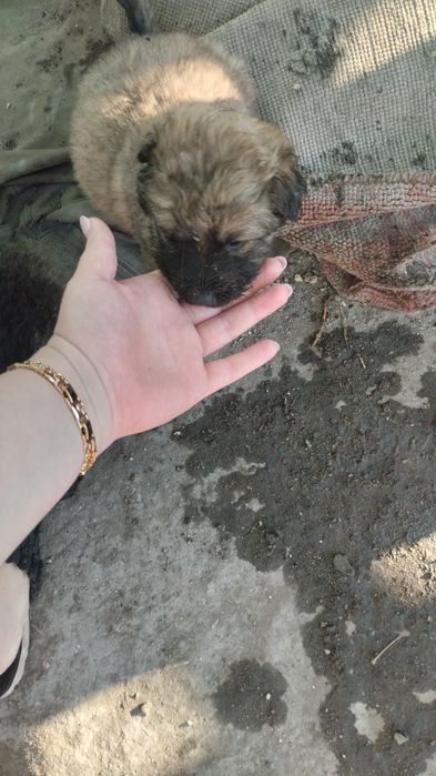 Продаются красивые щенки