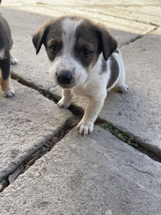 Щенки в добрые руки