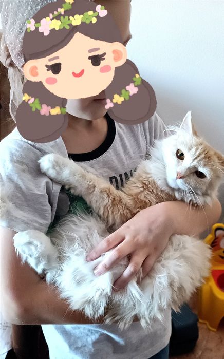 Отдам бесплатно котёнка
