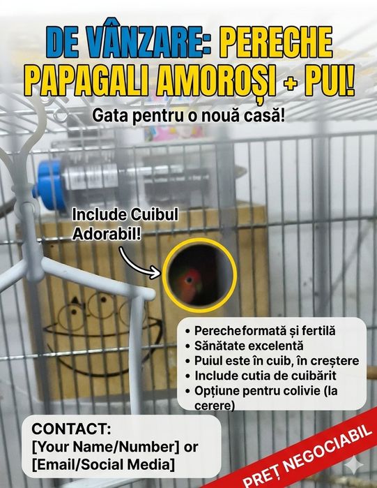 Papagali amorezi cu pui