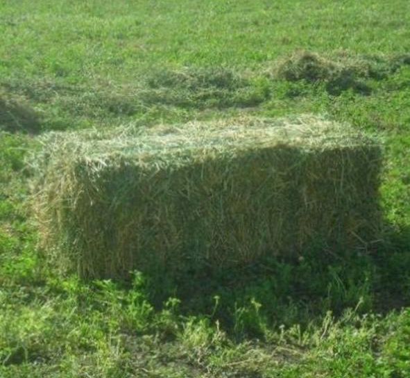 Продается Люцерна в тюках