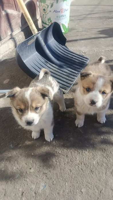 Щенки, двухмесячные.