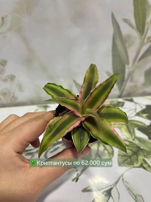 Эпипремнум, Рыбка, Пеперомия, Традесканция, Диффинбахия и др