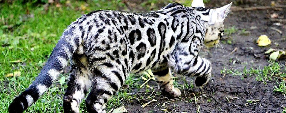 Ласкучие Серебряные бенгальские КОТЯТА!