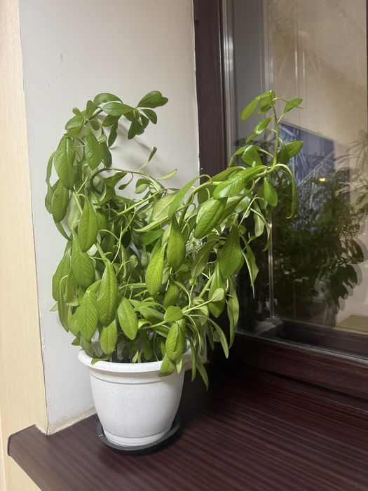 Продам комнатные цветы