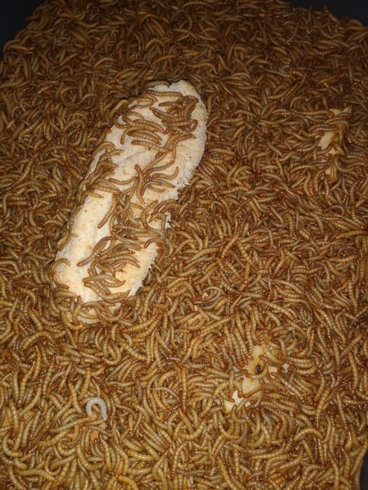 Viermi de făină, mealworms 100 Gr -12 lei !!