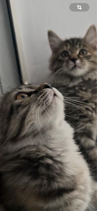 Отдам котят в добрые руки!