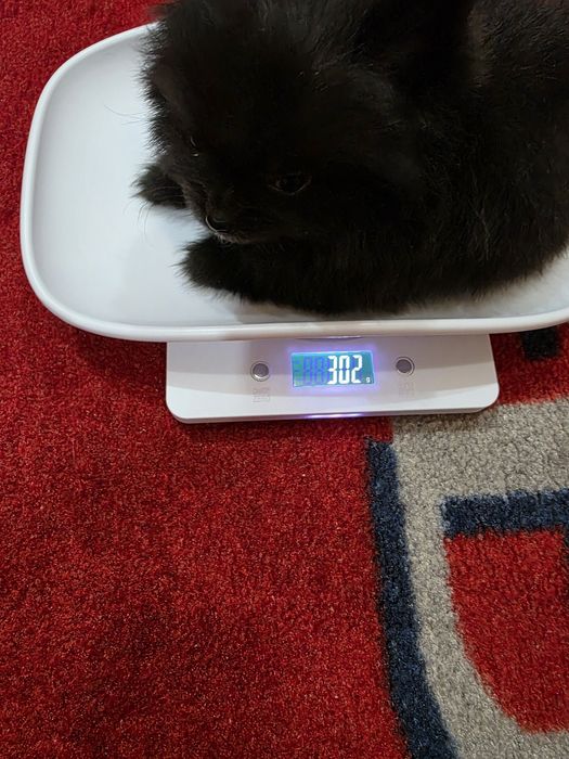 Pomeranian mascul negru