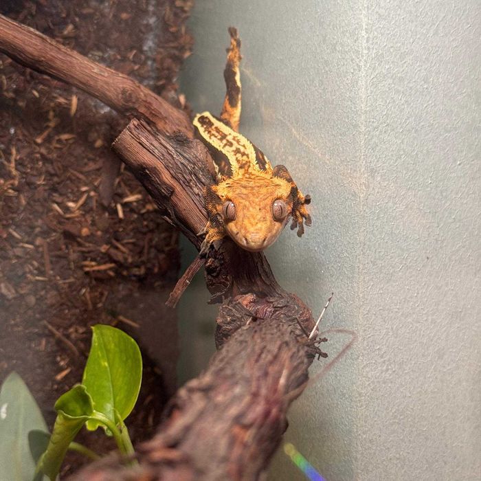 Crested Gecko/ Gecko Crestat