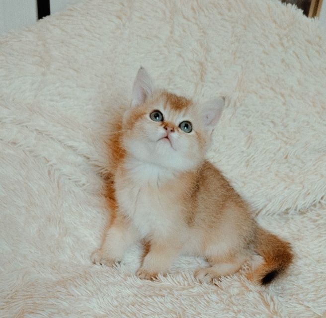 Котята Золото шиншиллы