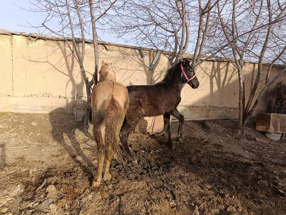 Yosh toylar sotiladi