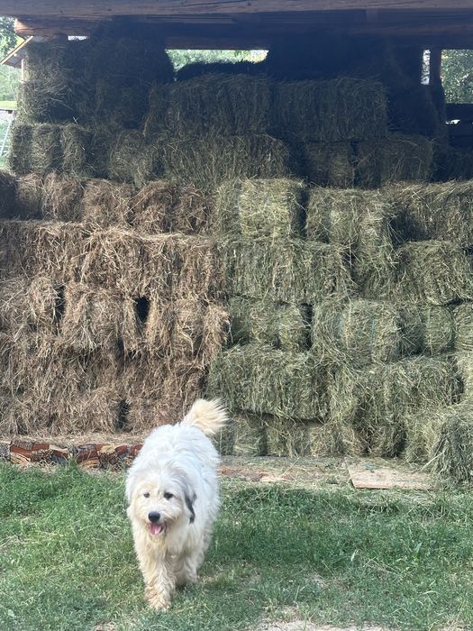 Vand baloti fân foarte bun
