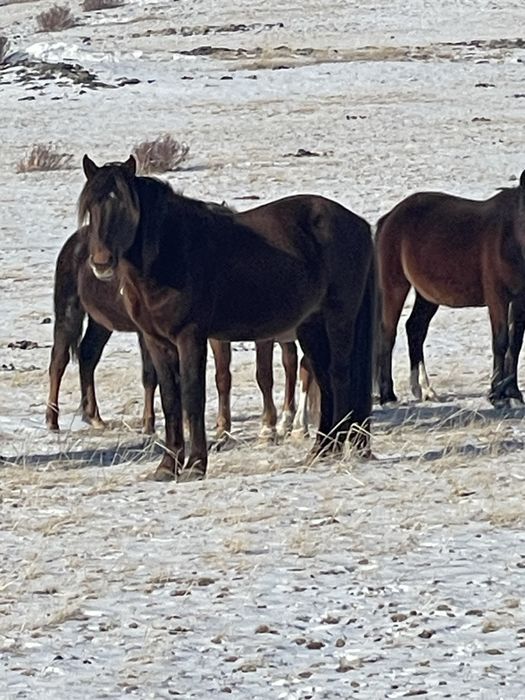 Айгыр сатылады 8 жасар