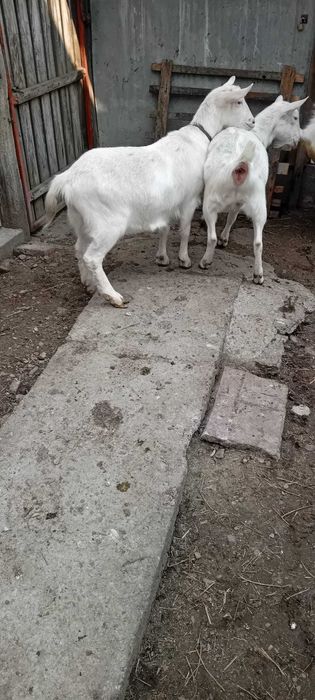 Tap Saanen si doua iedute