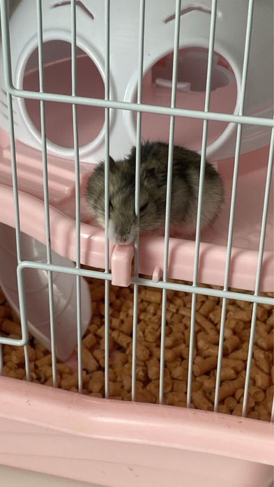 Продам хомячков