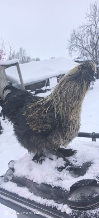 Matase japoneză 1+1 sau cocoși