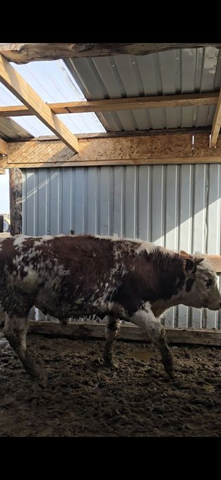 Быки Голштины. Симентал