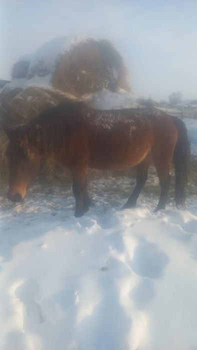 Продаётся кобыла