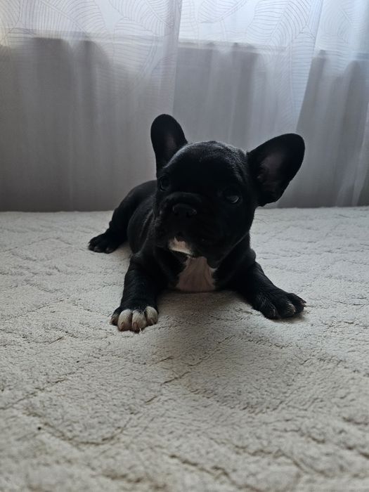 Fetiță bulldog francez