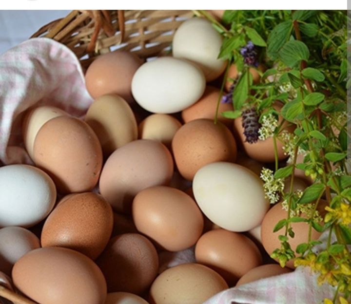 Продам Домашние  куриные яйца