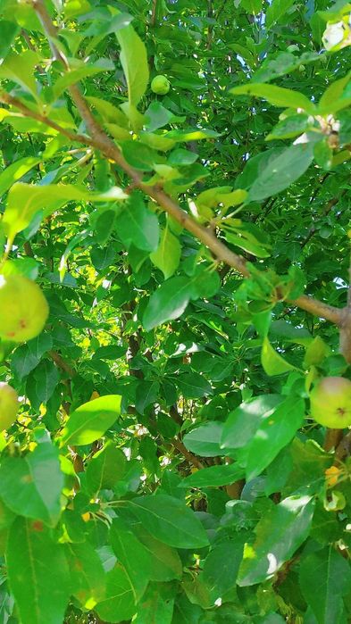 Продам частный дом