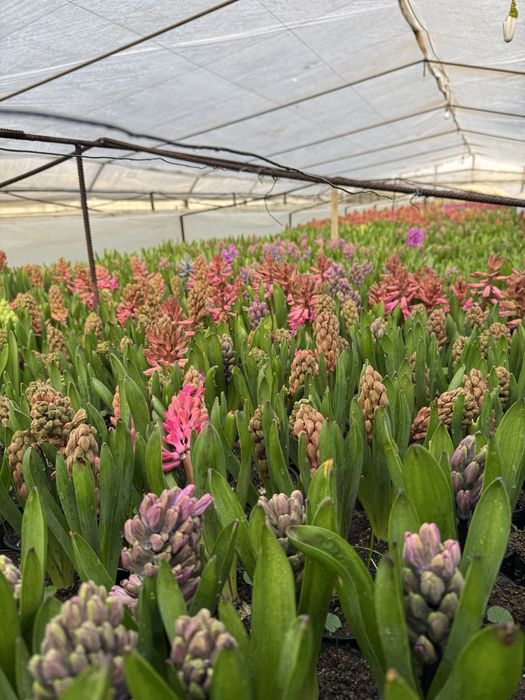 Zambile si Lalele ghiveci