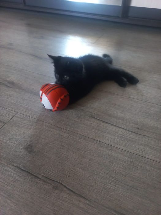 Котенок 1.5 м  полукровка