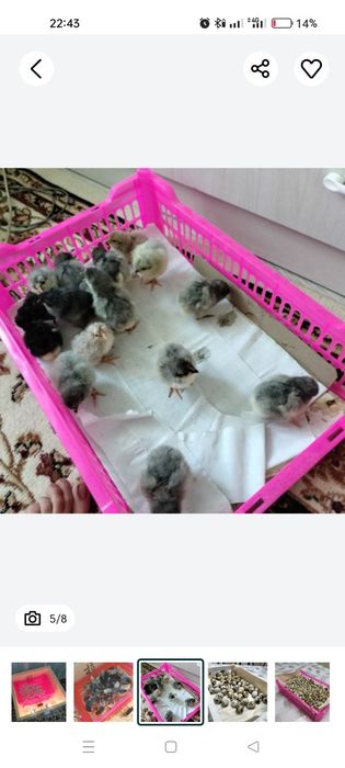 Инкубатор на 250перепелиных (100кур яиц)