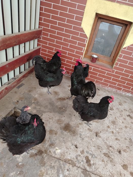 Oua Australorp pentru incubat
