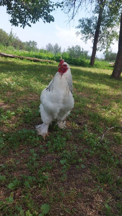 Продам или поменяю петушков брам