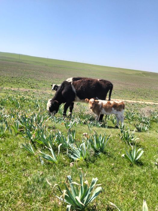 Бұқа лар бар сатылатын