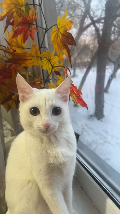 Очаровательная кошечка ищет дом