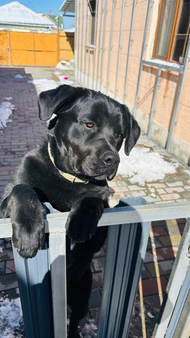 Продам красивых щенят