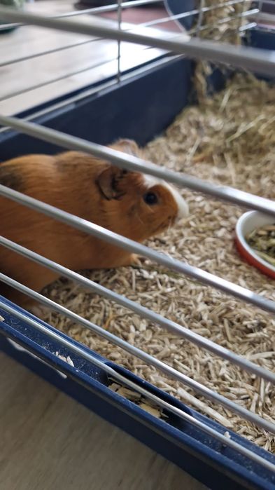 Porcusor de Guineea gratis