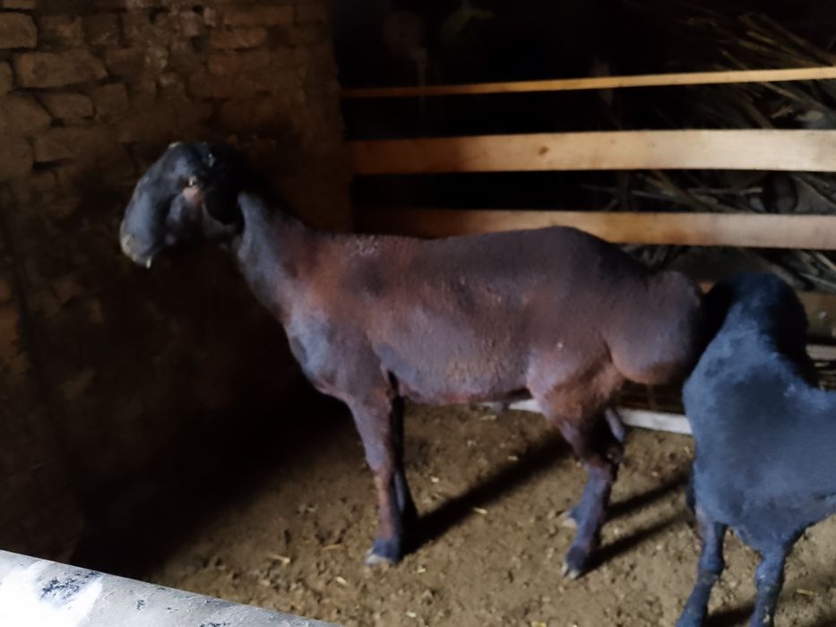 Yirik qochqor  boyi 90 + cm