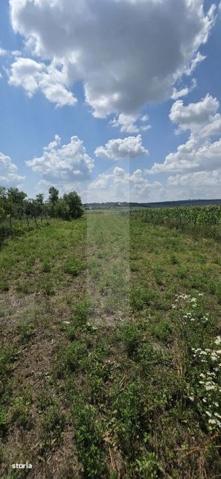 Teren intravilan, 1477mp , Loc. Balusenii Noi - Botosani